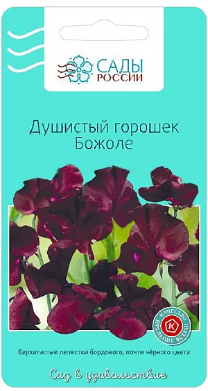 Семена Душистый горошек Божоле.
Крупные, слегка ароматные бархатистые цветки бордового почти черного цвета, на цветоносе по 4-6 штук. Растения вьющиеся, высотой около 2 м, хорошо завивают опоры. Придадут очарование любому букету. Перед посевом семена замочить в воде на 10-12 ч, а субстрат обеззаразить крепким раствором марганцовки. Выращивать рассаду лучше в теплице. Холодостойкий.