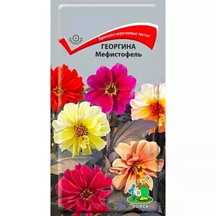 Георгина Мефистофель