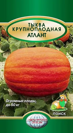 Семена Тыква Крупноплодная Атлант