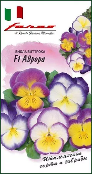 <div>
 Семена Виола Аврора F1.
</div>
 <article>
<p>
 Гибрид от итальянского производителя с эффектом «сияния».  Цветки крупные (до 5-7 см.), многочисленные, на крепких компактных кустиках высотой 20-25 см., разнообразной окраски с ярким кантом по краю. Двулетнее растение, влаголюбивое, холодостойкое, хорошо растет на солнце и в полутени. Для получения растений, цветущих в год посева, семена высевают на рассаду в феврале-марте. Всходы появляются через 5-7 дней. В открытый грунт рассаду высаживают в конце апреля-начале мая на расстоянии 15-20 см.
</p>
<p>
  Хорошо переносят пересадку в цветущем состоянии. При посеве в открытый грунт в июне-июле, цветение наступает во второй год. Используют для посадки на клумбы, в рабатки, балконные ящики и садовые вазы.
</p>
 </article>