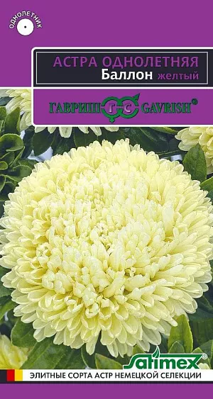 Легендарная серия астр Balloon (Воздушный шар) превосходит все известные сорта по степени махровости и плотности шаровидных соцветий. Растение пирамидальной формы, высотой 50-60 см с прочными цветоносами. На одном растении формируется до 6-8 соцветий изумительного ванильно-желтого оттенка, диаметром 9-13 см. Выращивают чаще всего рассадным способом. Семена высевают в марте-апреле, пикируют с развитием первой пары настоящих листочков по схеме 5х5 см, в открытый грунт рассаду высаживают с середины мая до начала июня. Возможен посев семян в открытый грунт ранней весной или под зиму с последующим мульчированием торфом или опилками. Блистательные астры серии Баллон отличаются великолепными срезочными свойствами, до двух недель стоят в воде, сохраняя декоративность. Прекрасно подойдут для оформления цветников.