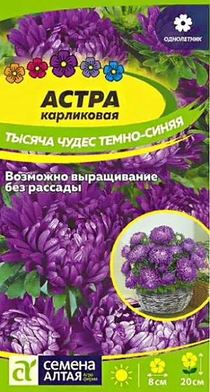 Семена Астра карликовая Тысяча чудес темно-синяя из каталога Астра Семена Астра карликовая "Тысяча чудес".<br>
Бордюрная низкорослая астра, одна из самых востребованных. Куст высотой до 20 см весь покрыт крупными махровыми цветками насыщенной фиолетово-синей окраски до 8 см диаметром. Идеально подходит для выращивания в горшечной культуре. Выращивается в смешанных цветниках, партерных клумбах, вазонах, широко используется в качестве бордюрной культуры. Холодостойкое, светолюбивое растение, может расти в полутени. Не выносит переувлажнения и засухи. Хорошо растет на обычной садовой почве без свежей органики, кислые почвы необходимо нейтрализовать известью. Семена на рассаду высевают в марте-апреле, глубина заделки 0,5 см. Посевы содержат при температуре +15-18°С. Сеянцы пикируют с появлением первой пары настоящих листочков. В открытый грунт рассаду высаживают во второй половине мая. Перед высадкой в открытый грунт её закаливают в течение 1-2 недель, снизив температуру до +10°С. Схема посадки 20×20 см. Возможен посев семян в открытый грунт в конце апреля под временное укрытие на глубину 0,5-1,0 см (с последующим прореживанием всходов), или под зиму (в конце октября) на глубину 3 см. Сверху посевы мульчируют торфом или опилками слоем 3-5 см. Весной посевы раскрывают. Цветение длится с июля до конца сентября.