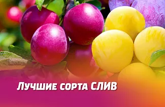 НАШИ ЛУЧШИЕ СОРТА СЛИВ ДЛЯ ВЕСЕННЕЙ ПОСАДКИ. 