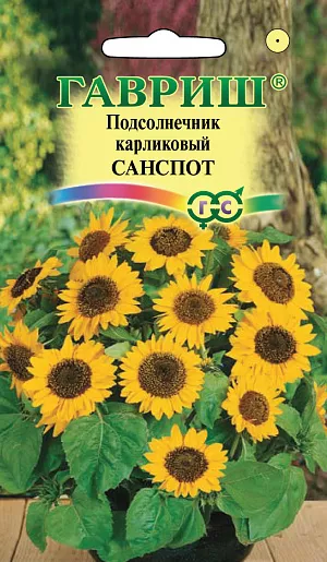Семена Подсолнечник Санспот карликовый.
Невысокое растение, высота которого не превышает 40 см, можно с успехом использовать для патио-культуры. Формирует компактный кустик с гигантскими для такого растения, очень яркими соцветиями, достигающими 20 см в поперечнике. Подсолнечники светолюбивы и теплолюбивы и не выносят заморозков. Хорошо растут на солнечном, теплом, защищенном от ветра месте с плодородной, рыхлой и нейтральной почвой. В Средней России посев производят прямо в грунт в середине мая, гнездами по 2-3 семени, на расстоянии 35-45 см. Можно выращивать подсолнечник и рассадным способом, но в этом случае необходимо обеспечить растению достаточное количество света, иначе стебли будут слабыми и изогнутыми. Всходы подсолнечника появляются через 6-8 дней после посева. Выращивают в вазонах перед домом, на рабатках и клумбах большого размера как растения переднего плана, группой на газоне, на балконах.