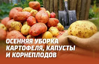 ОСЕННЯЯ УБОРКА КАРТОФЕЛЯ, КАПУСТЫ И НЕКОТОРЫХ КОРНЕПЛОДОВ (МОРКОВЬ, СВЕКЛА И ДР.) И ПОДГОТОВКА ИХ К ХРАНЕНИЮ