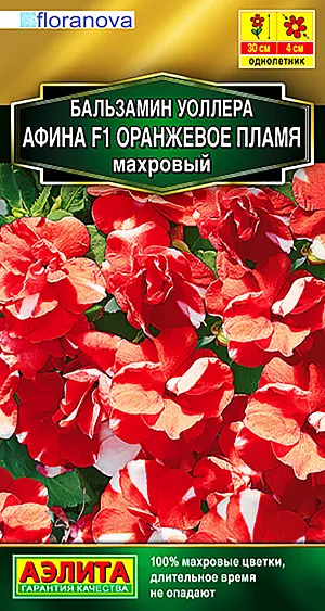 Семена Бальзамин Афина оранжевое пламя махровый F1.
За яркие цветки бальзамин в народе называют «огонек». Популярное комнатное растение все чаще выращивают как летник. Новая компактная (15-20 см) гибридная серия АФИНА F1 отличается необычной пестрой окраской крупных (5 см) махровых цветков и обильнейшим цветением. Благодаря этому создается впечатление пестрого ковра. Длительное время цветы не опадают и сохраняют декоративность. Серия прекрасно подходит для сада – растения цветут непрерывно и выглядят нарядно весь сезон. Кустики отлично смотрятся в контейнерах. Посадки можно разместить даже в довольно густой полутени, так как растения нетребовательны к освещению. В таких условиях окраска цветков бывает даже ярче, чем на солнце. Не рекомендуется сажать бальзамин в ветреных местах. Растения осенью можно пересадить в горшки и выращивать в комнатах или сохранить до весны с последующей высадкой гибрида в грунт.