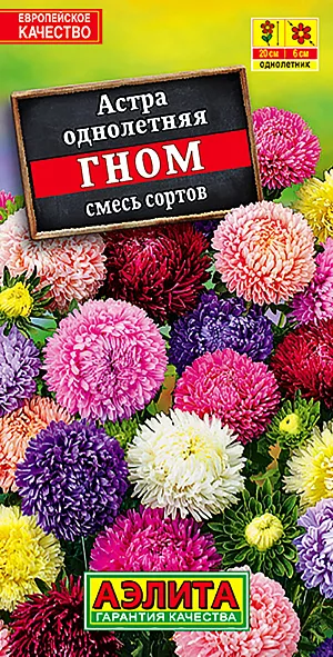 Семена Астра Гном китайская карликовая.
Однолетник. 
Высота 20 см.

Диаметр 6 см.

Серия астр ГНОМ – одна из лучших по обилию и продолжительности цветения. Кусты шаровидные, ветвистые, высотой до 20 см., усыпаны густомахровыми соцветиями Ø5-7 см. с июля до заморозков. Астры 
холодостойкие, светолюбивые (но выносят легкую полутень), не терпят сырых, переувлажненных почв. Сохраняют свою декоративность под воздействием дождя и ветра. Отлично подходят для выращивания в горшках и балконных ящиках, используются для посадки на клумбы, в цветники и рабатки.

Посев. Выращивают рассадным способом. С развитием первой пары настоящих листочков сеянцы пикируют. На постоянное место рассаду высаживают в возрасте 30-35 дней. Возможен посев семян в открытый грунт весной или под зиму, в конце октября, на глубину 0,5-1 см. Растениям необходимы регулярные поливы, прополки, рыхления и подкормки.