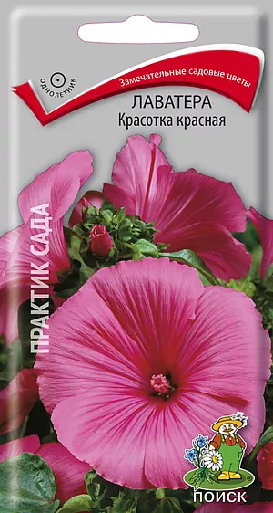 Лаватера Красотка красная из каталога Лаватера Семена Лаватера Красотка красная.
Крупные красивые яркие цветы. Мощные ветвистые растения высотой до 60 см. Обильное цветение с июля до конца сентября. Очень эффектны в групповых посадках, миксбордерах, цветы лаватеры хороши для срезки.
Агротехника. Растение светолюбивое, холодостойкое, засухоустойчивое. К почвам не требовательное. Размножают посевом семян в открытый грунт в мае. Глубина заделки семян 0,5-1,0 см. При температуре почвы +15°C всходы появляются на 7-14 день. Молодые растения высаживают на расстоянии 25-30 см друг от друга. Семена соответствуют требованиям международных стандартов и ГОСТу РФ 12260-81.