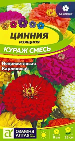 Семена Цинния карликовая "Кураж" смесь.<br>
Великолепная цинния с суперобильным и длительным цветением. Образует компактные сильноветвящиеся кустики высотой до 35 см, с множеством махровых полушаровидных соцветий ярких окрасок, диаметром до 8 см, расположенных среди зеленой листвы. Соцветия не выгорают на солнце, и длительное время сохраняют декоративность в срезке. Растение отличается высокой устойчивостью к неблагоприятным погодным условиям. Используется для оформления клумб, рабаток, эффектно будет смотреться в балконных ящиках и в качестве горшечной культуры. Растение относительно засухоустойчиво, но требует регулярных поливов, чувствительно даже к легким заморозкам. Предпочитает солнечные, защищенные от ветра теплые участки с дренированной нейтральной, богатой гумусом и минеральными элементами почвой. Посевы на рассаду проводят с конца марта под стекло. Глубина заделки семян 0,5 см. При температуре +22…+25°С всходы появляются на 7-10 день. С развитием первой пары настоящих листочков сеянцы пикируют в отдельные горшочки. В фазе 5-6 листьев проводят формирующую прищипку. В открытый грунт на постоянное место рассаду высаживают в конце мая – начале июня, когда минует угроза заморозков. Схема посадки – 20х20 см. Возможен прямой посев семян в открытый грунт в мае. Продолжительность цветения с июля до осенних холодов. Удаление увядших соцветий способствует более пышному и продолжительному цветению.