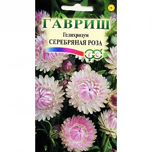 Гелихризум Серебряная Роза