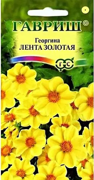 Семена Георгина Лента золотая<br>
 <br>
Одно из любимых однолетних растений для цветников и срезки. Формирует компактный кустик высотой до 40-50 см. Образует многочисленные ветвистые стебли высотой 40-50 см. Цветение продолжительное и обильное с июля до заморозков. Соцветия ярко-красные, диаметром 8-9 см. Предпочитает солнечные, защищенные от ветра участки с рыхлой, плодородной почвой. Выращивается рассадным способом. Посев семян на рассаду проводят в марте-апреле. Используется для посадки на клумбах, рабатках, в группах, контейнерах.