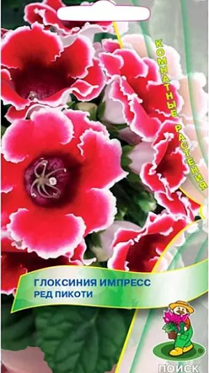 Семена Глоксиния Импресс Ред Пикоти. При благоприятных условиях одновременно появляются до 20 бутонов на одном растении. Окраска красная с белой каймой. Хорошо растет в достаточно освещенных местах, но без прямых солнечных лучей. Полив постоянный, обильный; избегая попадания воды на листья и цветки, лучше применять полив в поддон. Почвенная смесь: листовая, торфяная земля, сфагнум, песок в отношении 1:1:1:1. После цветения у растения наступает период покоя.<br>
Посев производят в январе-феврале, землей семена не присыпают, для поддержания постоянной влажности накрывают стеклом или пленкой. При температуре 18-20°С всходы появляются через 14-20 дней. Через месяц сеянцы пикируют, а затем пересаживают в горшки. Растения, полученные из семян, зацветают через 6-7 месяцев.