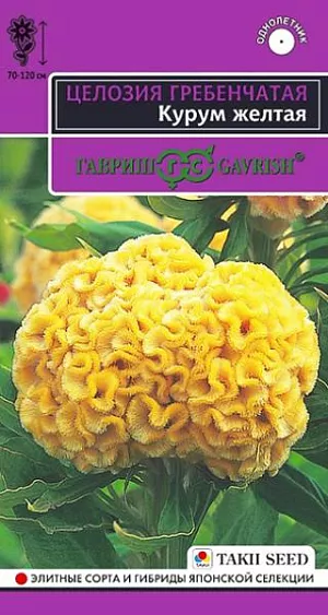 Семена Целозия гребенчатая Курум желтая <br>
 <br>
 Однолетнее срезочное растение из семейства Амарантовые высотой 70-120 см с оригинальным крупным соцветием в виде гребня жёлтой окраски и темно-зелеными листьями. Цветет с июля до заморозков. Целозия теплолюбива, светолюбива, относительно засухоустойчива, но молодым растениям необходим хороший полив. Предпочитает рыхлые, плодородные почвы. Выращивают рассадным способом. Используют для срезки или как акцентное растение для создания клумб.<br>