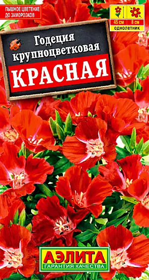 Годеция Красная из каталога Годеция Семена Годеция Красная.
Сорт отличается уникальной колористикой – цветущий куст напоминает яркий костер. Цветки чашевидные, крупные – диаметром 7-8 см, собраны в соцветия на концах побегов. Лепестки с атласным блеском. Растения компактные, прямостоячие, высотой около 30 см, хорошо кустящиеся, обильно цветущие. Период цветения продолжительный, с третьей декады июня до глубокой осени. Обильности и продолжительности цветения способствует удаление увядающих цветков. Рекомендуется для солнечной клумбы, бордюра, для контейнеров и горшков. Срезанные соцветия хороши в небольших букетах.
Агротехника. Посев семян на рассаду по 3-4 семени в отдельные горшочки, так как сеянцы плохо переносят пикировку. Рассаду в открытый грунт высаживают, не дожидаясь сроков окончания возвратных заморозков. Посадку проводят с максимальным сохранением кома земли. Возможен посев семян в открытый грунт ранней весной или под зиму, в конце октября.
