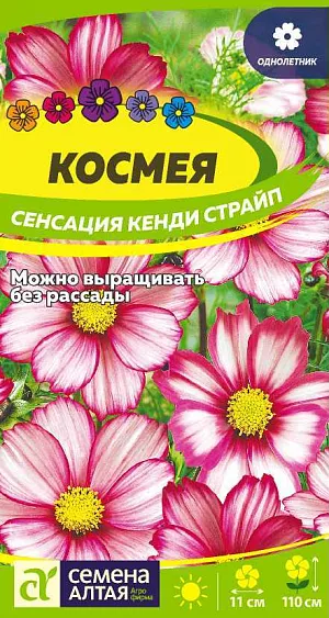 Семена Космея Сенсация Кенди Страйп<br>
 <br>
 Градиентная окраска цветков превратит эту космею в красавицу Вашего сада. Окраска постепенно переходит от белой в центральной части лепестков к румяно-розовой по краям. Язычковые цветки собраны в крупные простые соцветия диаметром 8-11 см. Стебли густоветвистые прямостоячие, высотой до 110 см. Листья дважды перисторассеченные на нитевидные доли, что придает растению ажурный вид. Используется для посадки на клумбы, создания больших групп у оград и стен, формирования цветочных изгородей, на срезку. Светолюбивое, холодостойкое, засухоустойчивое растение. К почвам нетребовательно, но лучше растет на рыхлых питательных воздухо- и влагопроницаемых легких почвах. Посевы в открытый грунт проводят в мае или сеют на рассаду в апреле. <br>
