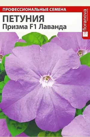 Семена Петуния Призма Лаванда F1 из каталога Петуния Семена Петуния Призма "Лаванда".<br>
Уникальная серия крупноцветковой гибридной петунии, отличающаяся очень ранним цветением, широким спектром окраски цветков и компактным выравненным габитусом растений, при этом с густым ветвлением. Кустики компактные, высотой 25-30 см. Цветки крупные воронковидные, диаметром 7-10 см, с волнистым краем. Идеальный гибрид для всех видов использования: прекрасно смотрится в горшках, контейнерах и подвесных корзинах, при ковровых посадках в саду и внутренних двориках.