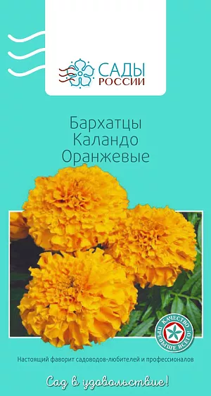 Бархатцы африканские Каландо Оранжевые

Бархатцы прямостоячие, или африканские. Куст мощный с прочными цветоносами, соцветия густомахровые гвоздиковидные до 8 см диаметром, насыщенных оранжевых оттенков. Достаточно холодостойки, но рассаду высаживают в грунт, когда минует угроза заморозков.