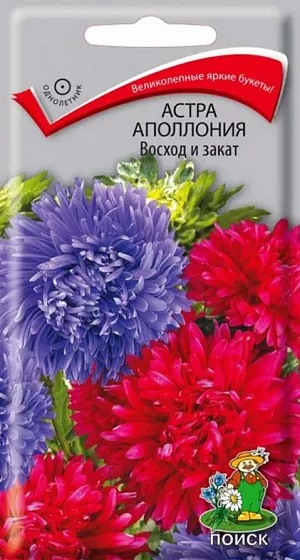 <div>
 Семена Астра Апполония Восход и закат.
</div>
 Великолепные яркие букеты из красных и синих соцветий! Прочный куст высотой 70 см. Соцветия крупные, диаметром 10-12 см. Цветет в августе-сентябре. Используют очень широко: для посадки в сборные цветники группами, на рабатки - рядами, для бордюров и срезки.<br>
 <br>
  <b>Агротехника.</b> Растение предпочитает открытое солнечное место, но выносит и полутень. Лучше растет на легких, плодородных почвах. Не переносит внесения органических удобрений в год посадки. Семена высевают с середины февраля по апрель. Глубина заделки семян 0,5 см. При температуре +20 ˚C всходы появляются на 7-14 день. Через 3-4 недели посевы пикируют и выращивают при температуре 12-15 ˚C. В грунт рассаду высаживают во второй половине мая, выдерживая расстояние между растениями 20-30 см.