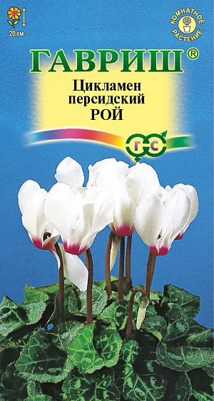 <div>
 Семена Цикламен Рой.
</div>
 <article>
<p>
 Многолетнее клубневое растение семейства Первоцветные. Цветки белые с глазком, очень ароматные, цветонос достигает длины 15 -20 см. Цветет с поздней осени до конца апреля, летом находится в состоянии покоя. Оптимальный срок посева конец августа. Семена перед посевом замачивают на сутки в теплой воде, а затем высевают в горшки с листовой и торфяной землей(1:1).Сверху семена присыпают слоем земли 0,5-1 см., обильно поливают, накрывают темной пленкой. При t 20 °C всходы появляются через 30-40 дней. После появления всходов притенение снимают, температуру снижают до 15-17 °C. Когда образуются маленькие клубеньки с двумя листочками, пикируют в ящики со смесью из листовой, торфяной земли и песка (2:1:0,5). При пересадках у молодых растений верх клубенька должен находиться у самой поверхности почвы (не глубже 0,5 см.). У взрослых растений верх клубня обычно открыт. В период покоя сбрасывает листья. 
</p>
<p>
 Выращивают на северных и восточных окнах, на южном притеняют от прямых солнечных лучей. Зимой содержат на светлом месте при температуре не выше 8 - 10 градусов. Летом необходимо выполнять приемы по поддержке роста растений: поливать исключительно через поддон, опрыскивать водой комнатной температуры, удобрять. Удобряют не более 2-3 раз за лето, преимущественно азотно-калийными удобрениями.
</p>
 </article>