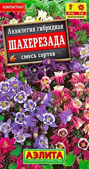 Аквилегия Шахерезада из каталога Аквилегия Семена Аквилегия Шахерезада. Низкорослая смесь неприхотливого, травянистого многолетника. Высота кустиков не превышает 40 см. и каждый выглядит пышным букетом. Крупные, звездообразные цветки диаметром 7-8 см. со шпорцами собраны в рыхлые, метельчатые кисти. Цветки направлены, преимущественно, вверх. Каждый держится раскрытым около недели, цветение растения длится более месяца. Смесь украсит альпийские горки и миксбордеры. Будет хорошо расти на проблемных тенистых участках. Подойдет для сухих зимних букетов.<br>
<br>
При подзимнем, ранневесеннем и рассадном способе посева растения зацветают в первый год. Посев на рассаду проводят предварительно стратифицированными семенами. В фазе одного-двух настоящих листьев сеянцы пикируют. Рассаду высаживают на постоянное место, не дожидаясь сроков окончания возвратных холодов.<br>
<br>
<br>
<br>