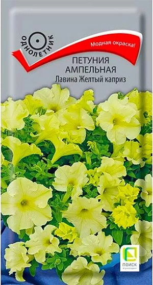 Петуния ампельная Лавина Желтый каприз из каталога Петуния Семена Петуния ампельная Лавина Желтый каприз F1. <br>
Молодые растения прямостоячие, вырастая, побеги свешиваются и образуют лавину из цветов. Цветы эффектные, воронковидные, диаметром 7-8 см. Окраска - золотисто-лимонная. При высоких температурах и солнечной погоде на лепестках появляется нежно-розовый оттенок. Цветет обильно с июня по октябрь. Великолепно подходит для подвесных корзин, балконных ящиков.<br>
<br>
Агротехника. Растение светолюбивое, засухоустойчивое, хорошо растет на любых питательных почвах. Посевы проводят в феврале. Драже выкладывают на поверхность хорошо увлажнённого субстрата без заделки в грунт. Драже обильно опрыскивают из пульверизатора для растворения оболочки. Контейнеры накрывают плёнкой для обеспечения максимальной влажности воздуха и субстрата в первые 7-10 дней после посева. При температуре почвы +18-20°C всходы появляются на 7-14 день. Сеянцы пикируют в фазе 2-х настоящих листьев. Рассаду высаживают в мае, по 3 растения в подвесное кашпо или вазон диаметром 21 см. Для получения наилучшего результата требуется прищипка.