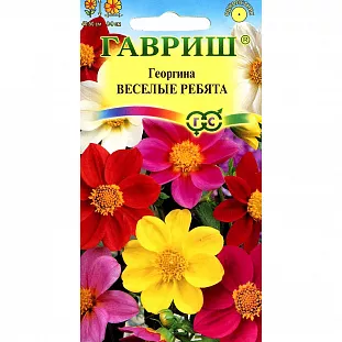 Георгина Веселые ребята