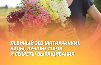 Львиный зев (антирринум): виды, лучшие сорта и секреты выращивания