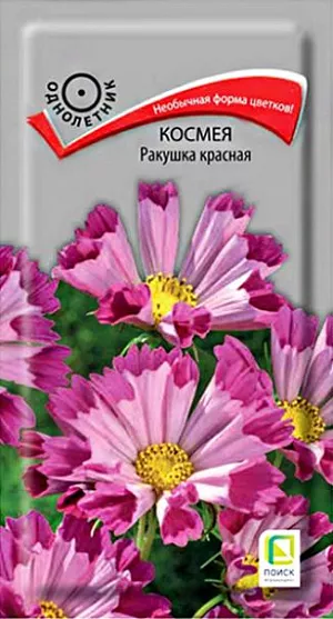 Космея Ракушка красная из каталога Космея Семена Космея Ракушка красная. Декоративное растение с ажурными сильнорассечёнными листьями, высотой до 120 см. Цветки собраны в соцветия-корзинки диаметром 7-10 см. и расположены одиночно на концах стеблей. Язычковые цветки насыщенно-красного цвета, свернуты в трубочку. Трубчатые в центре соцветия - желтые. Применяют для посадки на заднем плане цветников, декорирования оград и для срезки. Цветет с июля по октябрь.<br>
<br>
Агротехника. Растение светолюбивое, холодостойкое. К почвам не требовательно, но лучше растет на легких плодородных почвах. Посев семян производят в апреле-мае непосредственно в открытый грунт. Глубина заделки семян 1 см. При температуре почвы +18°C всходы появляются через 8-14 дней. Расстояние между растениями 30-40 см.