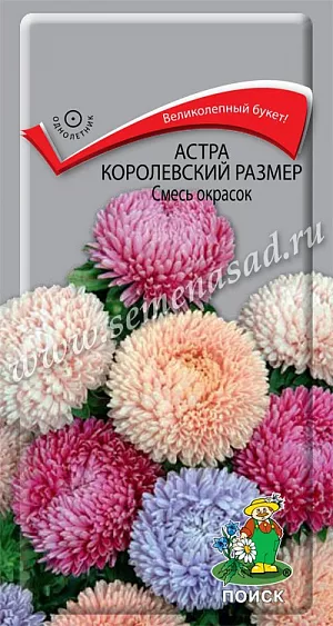 Семена Астра Королевский размер Смесь окрасок. Куст широкораскидистый, высотой до 100 см. Соцветия разнообразной окраски. Цветет в августе - сентябре. Используют очень широко: для посадки в сборные цветники группами, на рабатки - рядами, для бордюров и срезки.<br>
 <br>
 Агротехника. Растение предпочитает открытое солнечное место, но выносит и полутень. Лучше растет на легких, плодородных почвах. Не переносит внесения органических удобрений в год посадки. Семена высевают с середины февраля по апрель. Глубина заделки семян 0,5 см. При температуре почвы +20°C всходы появляются на 7-14 день. Через 3-4 недели посевы пикируют и выращивают при температуре +12-15°C. В грунт рассаду высаживают во второй половине мая, расстояние между растениями 20-30 см. 