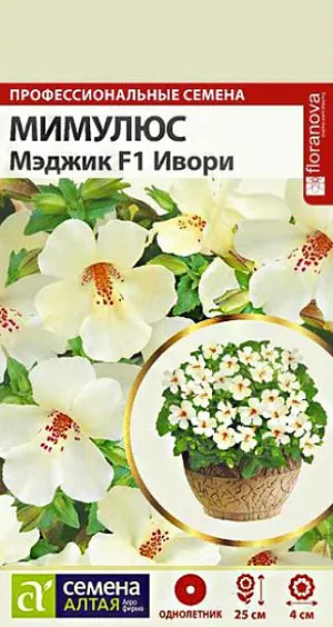 Семена Мимулюс "Мэджик Ивори".<br>
Привлекательное быстрорастущее растение. Выращивают как в открытом грунте, так и в качестве горшечной культуры. Формирует компактный кустик высотой и шириной 20-25 см. Листья яйцевидные, по краю зазубренные. Стебли прямостоячие, ветвистые, покрыты крупными, до 4 см. диаметром, цветками молочно-белой окраски с пятнистым зевом. Серию Мэджик отличает короткий период выращивания (всего 7 недель от посева до начала бутонизации), пышное обильное цветение, а также способность растений выдерживать небольшие заморозки до -4С. Тепло- и влаголюбивое растение, не выносит палящих солнечных лучей. Предпочитает полутенистые, защищенные от ветров участки на слабокислых рыхлых суглинистых почвах с повышенной влажностью. Посевы на рассаду проводят в конце марта – начале апреля. В качестве субстрата лучше использовать универсальный грунт с кокосовым волокном и перлитом, добавив немного чистого песка. Семена распределяют по поверхности субстрата, не заделывая, и слегка опрыскивают водой комнатной температуры. Емкость накрывают стеклом. Температура в помещении должна быть не менее +18°С. Ежедневно стекло убирают для проветривания посевов. Первые ростки появляются через 4-8 дней, укрытие снимают и помещают емкость в хорошо освещенное прохладное место (+10-12°С), избегая попадания прямых солнечных лучей. Грунт постоянно должен быть умеренно влажным. В стадии 3-х настоящих листьев сеянцы пикируют в отдельные торфяные горшочки. В грунт рассаду высаживают в конце мая вместе с горшочками. Посадочный интервал – 20-25 см. Первая волна цветения в июне-июле, затем растения необходимо обрезать. Вторая волна цветения, как правило, обильнее и продолжительнее первой. Возможно сохранение растений в зимний период в комнатных условиях.