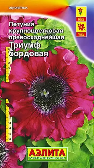 Семена Петуния Триумф бордовая крупноцветковая.<br>
<br>
 Эффектная петуния с уникальными цветками гигантских размеров O 15-16 см. Цветение начинается на ранних стадиях роста растения и продолжается до заморозков. Кусты мощные, высотой до60 см, слабоветвящиеся. Для большей декоративности рекомендуется выращивать их группой по3-4 шт. Великолепно смотрится на клумбах, в цветниках и миксбордерах, подходит для выращивания в контейнерах на балконах и подоконниках. Агротехника. Посев семян на рассаду. <br>
Семена в гранулах! Гранулы располагают на поверхности почвы, не заделывая их, хорошо увлажняют из распылителя. При попадании влаги на гранулу оболочка должна раствориться. Посевы накрывают стеклом для сохранения постоянной влажности до полных всходов. Февральским посевам требуется дополнительная подсветка. Сеянцы пикируют в фазе одного-двух настоящих листьев. В фазе пяти-шести листьев проводят формирующую прищипку. Рассаду высаживают в открытый грунт, когда минует угроза заморозков.