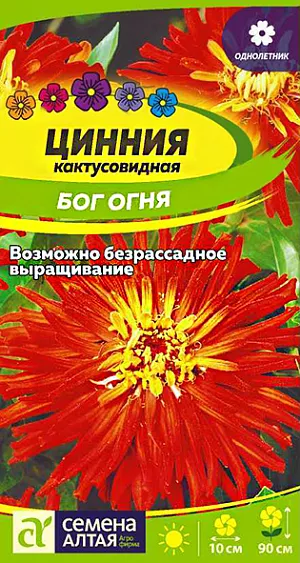 Семена Цинния кактусовидная Бог огня из каталога Цинния Семена Цинния кактусовидная "Бог огня".<br>
Яркий декоративный садовый однолетник. Растение ветвистое от основания, 90 см высотой, с крепкими цветоносами. Соцветия красные полушаровидные махровые, диаметром до 10 см, со свернутыми по длине в трубочки и причудливо изогнутыми узкими язычковыми цветками. Каждое соцветие держится на растении до 35 дней, не теряя интенсивности окраски. Сорт универсального назначения – отлично украшает садовые цветники и дает превосходную срезку. Растение относительно засухоустойчиво, но требует регулярных поливов, чувствительно даже к легким заморозкам. Предпочитает солнечные, защищенные от ветра теплые участки с дренированной нейтральной, богатой гумусом и минеральными элементами почвой. Посевы на рассаду проводят с конца марта под стекло. Глубина заделки семян 0,5 см. При температуре +22…+25°С всходы появляются на 7-10 день. С развитием первой пары настоящих листочков сеянцы пикируют в отдельные горшочки. В фазе 5-6 листьев проводят формирующую прищипку. В открытый грунт на постоянное место рассаду высаживают в конце мая – начале июня, когда минует угроза заморозков. Посадочный интервал – 30-40 см. Возможен прямой посев семян в открытый грунт в мае. Продолжительность цветения с июля до осенних холодов. Удаление увядших соцветий способствует более пышному и продолжительному цветению.