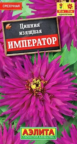 Семена цинния кактусовидная Император.<br>
 <br>
 Эффектный сорт с густомахровыми соцветиями диаметром 14-15 см. Кусты мощные, до 90 см. в высоту, хорошо облиственные, с крепкими цветоносами. Цветение обильное и продолжительное. Каждое соцветие держится на растении 30-35 дней. Использование универсальное – оформление цветников и высококачественная срезка. Растения великолепно смотрятся в групповых посадках. Срезанные цветы стоят в воде не менее недели.Циннии – растения теплолюбивые, быстрорастущие, относительно засухоустойчивые. Предпочитают солнечные участки с дренированными почвами среднего плодородия, нейтральной кислотности. В южных регионах возможен безрассадный способ выращивания.<br>