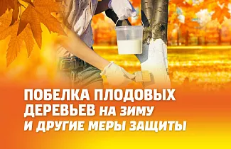 ПОБЕЛКА ПЛОДОВЫХ ДЕРЕВЬЕВ НА ЗИМУ И ДРУГИЕ МЕРЫ ЗАЩИТЫ