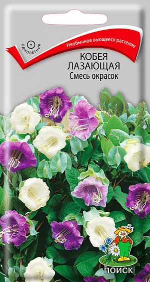 Семена Кобея Лазающая Смесь окрасок.
Необычное вьющееся растение. Цепляется за опору усиками, образует многочисленные побеги до 3м. Листья перистые. Цветы колокольчатые, фиолетовые и белые, диаметром 6-8 см. Цветёт с июля до заморозков. 
Агротехника. Растение свето- и теплолюбивое. На плодородных почвах растет быстро, покрывая большую поверхность. Хорошо реагирует на подкормки и полив. Используют для вертикального озеленения, на балконах. При выращивании рассады посевы проводят в конце февраля - начале марта в ящики. Глубина заделки семян 1,5 см. При температуре почвы +20°C всходы появляются на 14-20 день. Сеянцы в фазе первого настоящего листа пикируют по одному в горшочки. Для опоры ставят колышки. В открытый грунт растения высаживают в конце мая – начале июня, выдерживая расстояние между растениями 60-80 см.
Семена соответствуют требованиям международных стандартов и ГОСТу РФ 12260-81