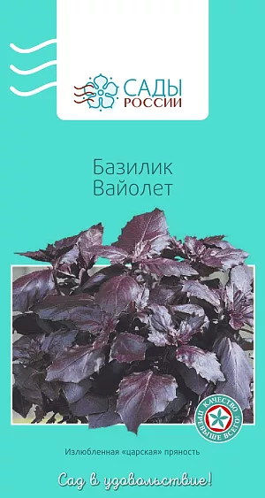 Базилик Вайолет