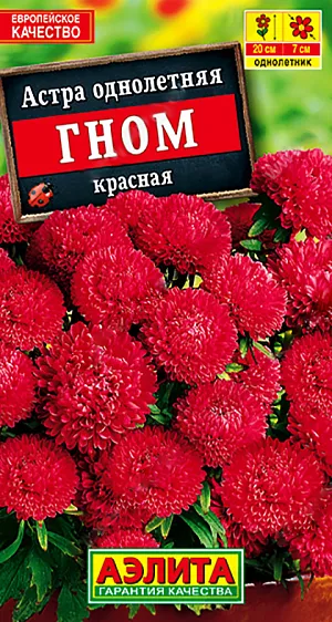 Семена цветов Астра Гном красная.<br>
 <br>
 Серия астр ГНОМ – одна из лучших по обилию и продолжительности цветения. Формирует шаровидные кусты высотой 20 см., с июля до заморозков усыпанные густомахровыми соцветиями  диаметром  6-7 см. Кустик не теряет декоративности в дождливую по году. Серия подходит для выращивания в горшках и балконных ящиках, для бордюрных посадок в садовых цветниках.<br>
 <br>
  Астра – культура холодостойкая. Предпочитает солнечные участки с плодородными, дренированными, некислыми почвами. Недопустимо внесение навоза. Астру нельзя выращивать постоянно на одном месте, необходим перерыв в 4-5 лет. Возможен посев семян в открытый грунт ранней весной или под зиму.<br>