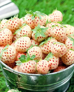 Саженцы Клубники (Земляники) садовой Пайнберри