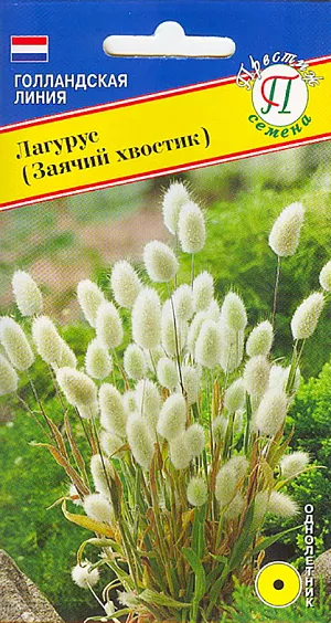 Семена Лагурус Заячий хвостик.
Однолетник. Декоративное растение семейства Злаки, эффектность которому придают соцветия удивительно похожие на заячьи хвосты. Стебли прямостоячие, высотой до 50см. Соцветия метелки серовато-белые, очень густые, колосовидные, яйцевидной формы. Колосковые чешуи густо покрыты довольно длинными мягкими волосками; нижняя цветковая чешуя короче колосковой чешуи, на верхушке переходящая в 2 тонкие ости. Цветет в июне – августе. Лагурус наряден в миксбордере, на каменистой горке, но особенно привлекателен в сухих букетах и композициях. Для сушки соцветия срезают вскоре после выколашивания. Свою декоративность высушенные соцветия сохраняют много лет. ПОСЕВ: семенами непосредственно в открытый грунт в мае. Для получения мощных раноцветущих растений семена в начале апреля желательно посеять на рассаду в горшочки и поставить в светлом месте. Всходы появляются через 10-12 дней. При высадке, посеве или прореживании расстояние между растениями должно составлять 10-15см. Холодостойкое, влаголюбивое растение, растет на солнце и в полутени. УХОД: после высадки или прореживания растения нужно подкормить азотными удобрениями 2-3 раза с интервалом 7-10 дней, затем полным комплексным удобрением 1-2 раза с тем же промежутком. Поливы в сухую погоду обязательны. При хорошем правильном уходе вырастают особенно крупные метелки. ЦВЕТЕНИЕ: июнь - август.
