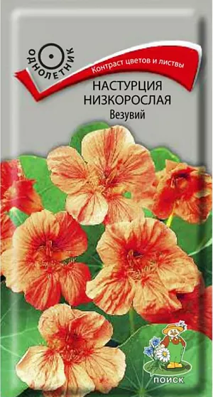 <div>
 Семена Настурция низкорослая Везувий.
</div>
 Контраст ярких цветов и темной листвы. Куст шарообразный, высотой до 40 см. Листья темно-зеленые. Цветы розово-лососевые, расположены поверх листьев. Цветет обильно с июля по октябрь. Используют для бордюров, рабаток, укрытия склонов, балконных ящиков.<br>
 <b><br>
 </b><b>Агротехника.</b> Растение предпочитает солнечные или слегка затененные места, умеренно плодородные и влажные почвы. Семена высевают в мае прямо в открытый грунт, в лунки по три семени. Глубина заделки семян 2 см. При температуре почвы +20°C всходы появляются на 14-20 день. Расстояние между растениями 20-30 см. Семена соответствуют требованиям международных стандартов и ГОСТу РФ 12260-81.