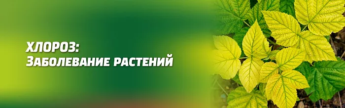 Хлороз: Заболевание Растений Хлороз: Заболевание Растений