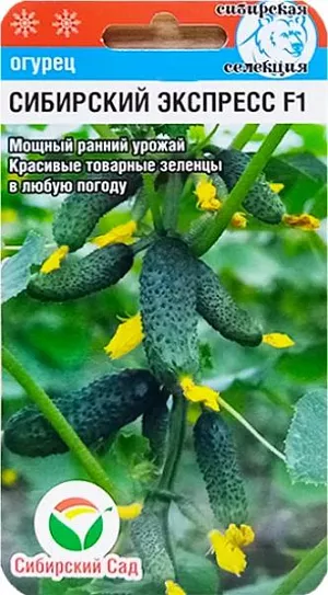 Семена Огурец Сибирский экспресс F1