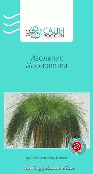 Изолепис Марионетка

Камыш поникший, получивший за свою внешность необычное название «оптико-волокнистая трава». Формирует пучки из тонких, 1–2 мм шириной, густо-зеленых листьев и упругих нитевидных стеблей, несущих на кончиках мелкие верхушечные колоски длиной 2–5 мм с крошечными серебристо-белыми или соломенно-золотистыми цветками, светящимися как оптическое волокно. Растение теплолюбивое, в открытом грунте не зимует и лучше подходит для выращивания в контейнерах или как комнатное растение. Исключительно влаголюбив, не выносит известковые почвы.