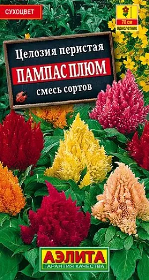 Семена Целозия перистая Пампас Плюм, смесь сортов из каталога Целозия Семена Целозия Пампас Плюм смесь окрасок.
Быстрорастущее растение с яркими соцветиями. Кусты пирамидальные, компактные,мощные, высотой до 100 см. Цветки мелкие, собраны в крупные ветвистые соцветия. Цветение обильное и продолжительное, с июля до заморозков. Целозии теплолюбивые, засухоустойчивые, предпочитают солнечные, защищенные от ветра места. Используются в групповых и одиночных посадках в цветниках, рабатках и на клумбах. Отличный материал для составления зимних сухих композиций. Агротехника. Посев на рассаду в конце марта – начале апреля. Всходы появляются через неделю. С появлением одного-двух настоящих листьев сеянцы пикируют в отдельные горшочки. В открытый грунт рассаду высаживают в начале июня, когда минует угроза заморозков. Растениям необходимы своевременные поливы, прополки, рыхления и подкормки.