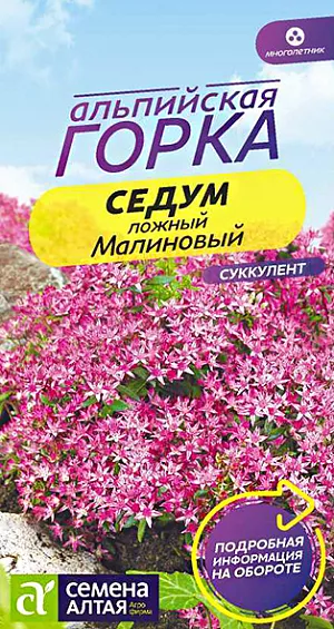 Седум Малиновый из каталога Суккуленты Семена Седум "Малиновый".<br>
Эффектное многолетнее низкорослое растение с плотными ползучими и приподнимающимися побегами. Растение компактное, высотой до 15 см. Эллиптической формы средние листья имеют зубчатые края. Мелкие цветки пурпурного цвета собраны в плотные соцветия. Во время цветения невысокий кустик покрывается цветками до такой степени, что даже не видно стеблей и листьев. Вследствие этого вид имеет другое название – пурпурный ковер. Широко используется в мире ландшафтного дизайна, в различных композициях. Зимостойкое и засухоустойчивое растение. Предпочитает плодородные почвы и солнечные участки. Посев семян проводят весной в небольшую емкость. Смесь для посева готовят из дерновой почвы и песка. Поверхность грунта выравнивают и уплотняют, затем распределяют по поверхности семена. Сверху посевы присыпают тонким слоем песка и увлажняют. Посевы накрывают стеклом и помещают на две недели в холодильник с температурой +6-7С. Затем ёмкость выставляют в тепло. Посевы регулярно проветривают и увлажняют.