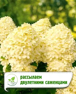 Гортензия метельчатая Литл Коттон Крим