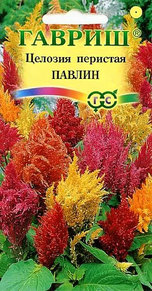 Семена Целозия перистая Павлин.
Растение, высотой до 50 см, с зелеными листьями и оригинальными метельчатыми соцветиями. 
Цветет с июля по сентябрь. Используют для посадки группами, на клумбах и на срезку, дня составления сухих букетов.
Теплолюбивое растение, наибольшей декоративности достигает при посадке на солнечных, защищенных от ветра, местах и достаточно плодородных почвах. Семена высевают в марте в рассадные ящики, слегка присыпая землей. 
При температуре почвы 18-25°C всходы появляются через 14-20 дней. 
Для выращивания полноценной рассады, производят две пикировки, одну - после развития у сеянцев нескольких листочков, вторую - в середине мая в 7-см горшки. Рассаду высаживают в открытый грунт в первой половине июня, когда минует угроза заморозков, выдерживая расстояние между растениями 20-25 см.