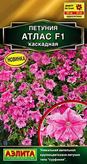 Семена Петуния Атлас каскадная F1 из каталога Петуния Семена Петуния Атлас каскадная F1.<br>
<br>
Непревзойденная новинка, сочетающая крупный размер цветков и ампельную форму куста. Побеги, достигая в длину 80-100 см., формируют впечатляющий розовый цветочный водопад. Цветение по-настоящему роскошное, цветки достигают диаметра 8-10 см. Сорт рекомендуется высаживать в подвесные корзины, высокие вазоны, по краю подпорных стенок, в балконные контейнеры, чтобы максимально реализовать декоративный эффект каскадных побегов. Эта петуния также великолепно смотрится в ковровых посадках в садовых цветниках. Растения устойчивы к болезням, вредителям и капризам погоды.<br>
<br>
Семена в гранулах! Гранулы располагают на поверхности почвы, не заделывая их, хорошо увлажняют из распылителя. При попадании влаги на гранулу оболочка должна раствориться. Посевы накрывают стеклом для сохранения постоянной влажности до полных всходов. Февральским посевам требуется дополнительная подсветка.<br>
