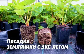 Высадка земляники (клубники) летом с ЗКС: особенности посадки и ухода Высадка земляники (клубники) летом с ЗКС: особенности посадки и ухода
