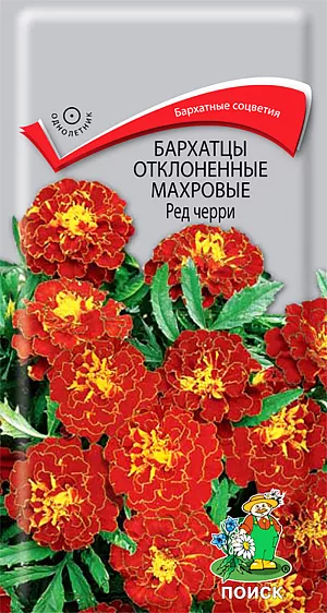 Семена Бархатцы отклоненные махровые Ред черри из каталога Бархатцы Семена Бархатцы Ред черри отклоненные.
Очень нарядные бархатные цветы. Куст компактный высотой около 30 см, густооблиственный.
Соцветия крупные махагоно-красного цвета с желтой полоской по краю лепестков.
Цветёт с июня по сентябрь. Используют для клумб, рабаток, бордюров и создания декоративных пятен.
Растение светолюбивое, засухоустойчивое.
Предпочитает плодородные и солнечные места (может расти при небольшом затенении).
Размножают посевом семян в марте-апреле. Глубина заделки семян 0,5-1 см.
При температуре почвы +18°C всходы появляются через 7-15 дней.
Сеянцы содержат при умеренной температуре, пикируют в фазе 2-х настоящих листьев.
Высаживают в открытый грунт в конце мая - начале июня (когда минует угроза поздневесенних заморозков).
Расстояние между растениями при посадке 20 см.